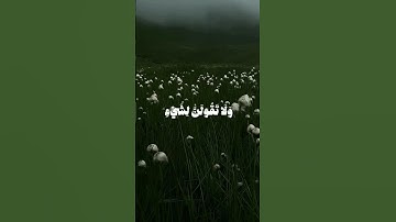 وَلَا تَقُولَنَّ لِشَيْءٍ إِنِّي فَاعِلٌ ذَٰلِكَ غَدًا🤍☘    المنشاوي سورة الكهف🖤☘