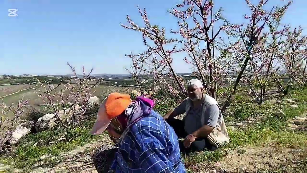 Tarlada Zor Ama Guzel  Is! #koy #hayati #karadenizfirtinasi #nature #humor #fruit #keşfet #aboneol 