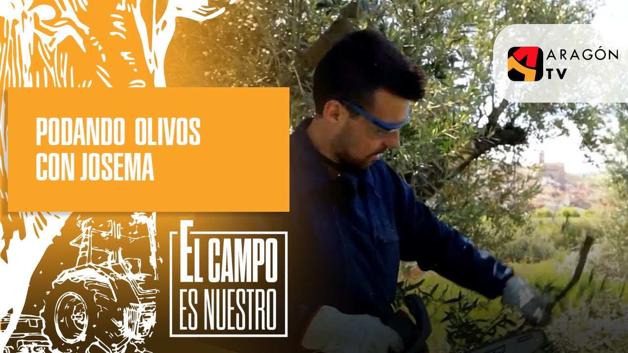 Podando olivos con Josema