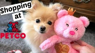 POMERANIAN PUPPY GOES SHOPPING AT PETCO |Toys Treats