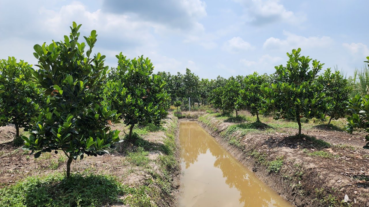 Cách Cắt Tỉa Cành và Tạo Tàn Cho Vườn Mít Indo Ruột Đỏ Xơ Vàng