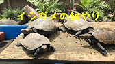 クサガメ 産卵床を作る ベランダ飼育 Create A Spawning Bed In Balcony Turtle Spawning Reeves Turtle クサガメ飼育 Youtube クサガメ 産卵床を作る ベランダ飼育 Create A Spawning Bed In Balcony Turtle Spawning Reeves Turtle クサガメ飼育 Youtube