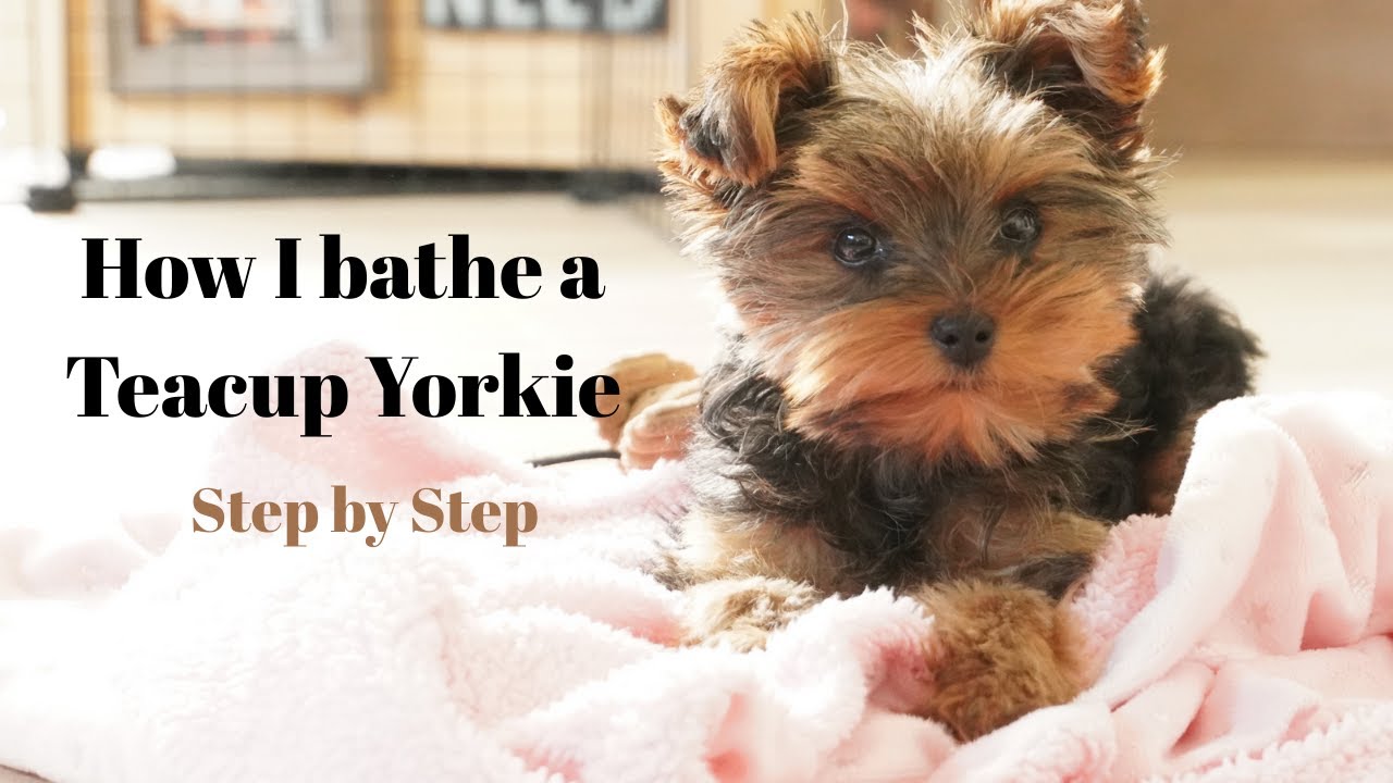 🧴 How I Bathe My Teacup Yorkie (Step by Step)