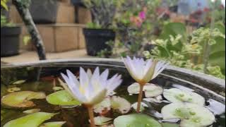 Cinematik-Taman Bunga,,