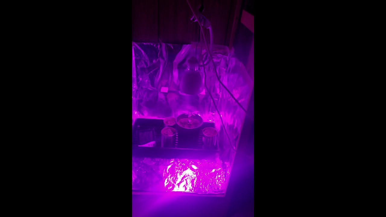 First indoor closet grow. 1 month old seedling