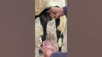 UNBELIEVABLE Male Goat Gives Milk Amazing Shortvideo 