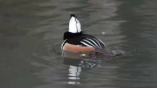 Birdwatching - Hooded merganser ducks courtship display