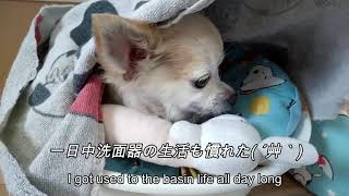 【犬】チワワ【Cute dog】   Hello from the basin  English subtitles available