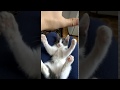 angry cat   very angry cat!! funny!kitten video