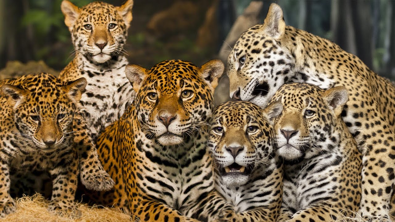 Apabila Jaguar Hidup Berkelompok - YouTube