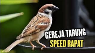 SUARA BURUNG GEREJA TARUNG SPEED RAPAT COCOK BUAT MASTERAN