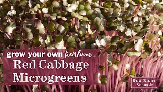 Sow Right Seeds | How to Grow Red Cabbage Microgreens