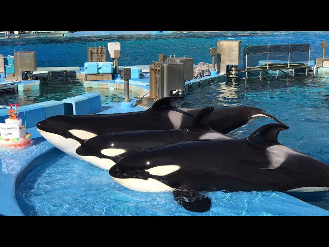 【レア未開封】名古屋港水族館 シャチの赤ちゃん公開記念バッジ シャチ リンちゃん レア未開封】名古屋港水族館 シャチの赤ちゃん公開記念バッジ