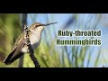 Ruby-throated Hummingbirds visited my backyard