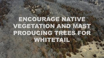 Manage Your Timber to Encourage Natives and Mast - The Management Advantage