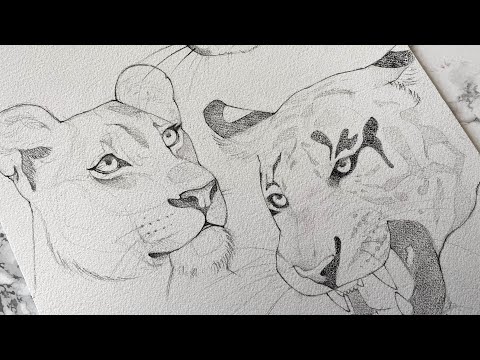 Video: Come Disegnare Animali Selvatici