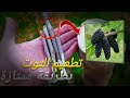 تطعيم شجرة التوت بطريقة بسيطة مع النتائج 