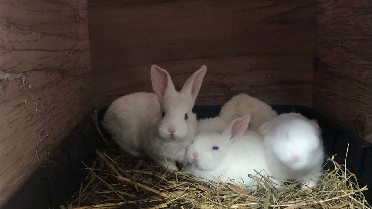 生後1ヶ月の子ウサギ達