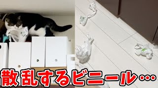 最近子猫がいたずらを覚えてしまって困ってます。