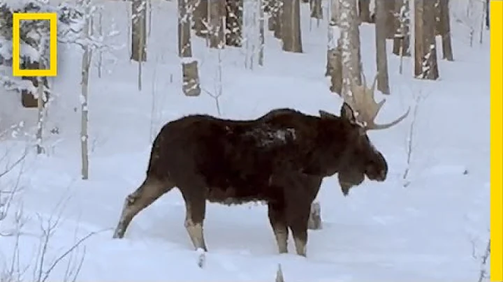 Rare Video: Moose Loses an Antler | National Geographic