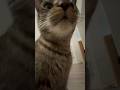 I tried making a video for my cat lol #funny