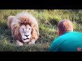 Как ИСПУГАТЬ ЛЬВА? How TO SCARE A LION ?