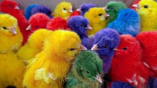 Tangkap Ayam Lucu, Ayam Warna Warni, Ayam Rainbow Gokil, Kelinci, Kucing Lucu, Bebek, Cute Chicks