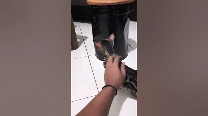 Watch the video about Seperti apa besarnya nanti ini #anabul #cat #bengal #probolinggo #funny #meow