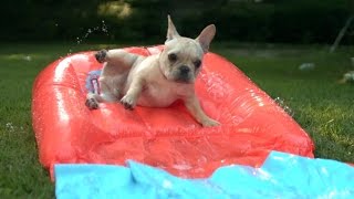 Puppy's First: Dog Days Of Summer
