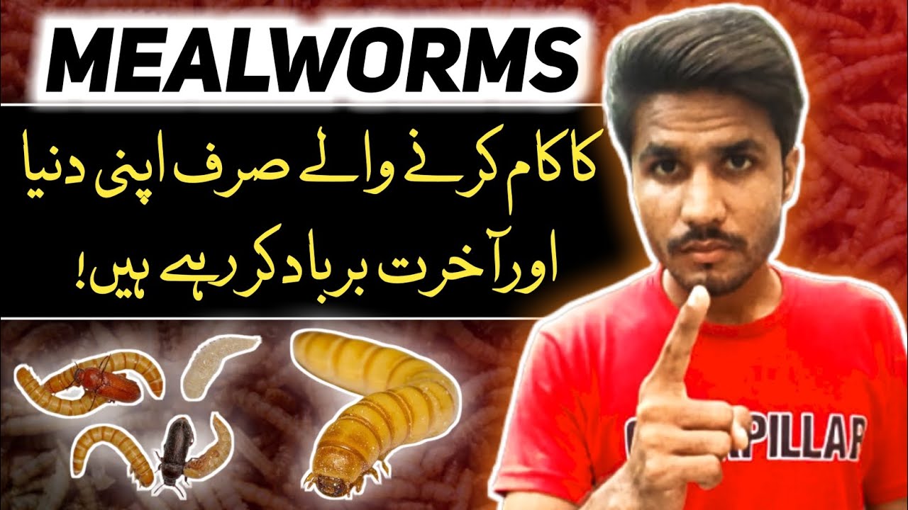 Mealworm Farming Pakistan Mealworms Business in Pakistan YouTube