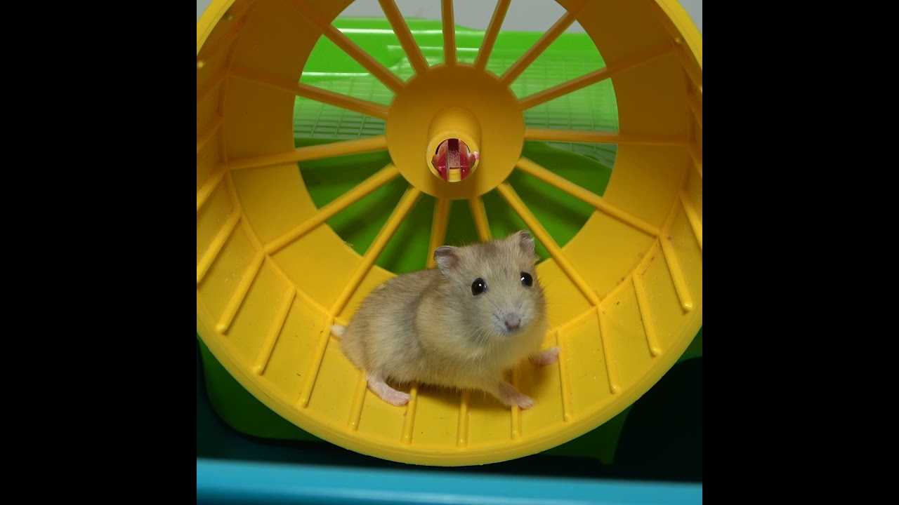 Hamster Wheel 