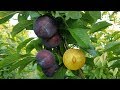 Алыча Блю Кармен \ диплоидная слива \ Diploid plum Blu Carmen