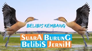 Suara Pikat Belibis Kembang Jernih #kadakawa