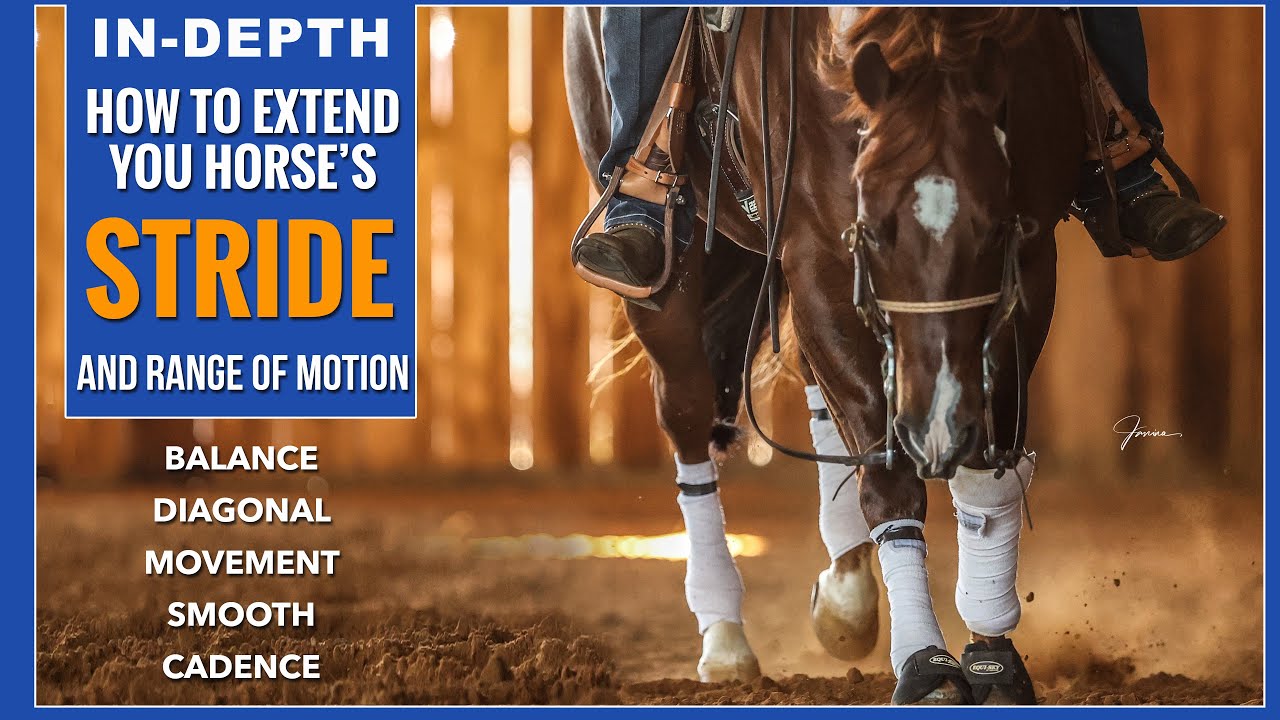 Retraining a Horse that Evades Contact - Strides for Success