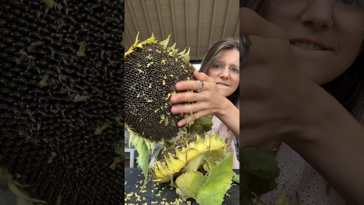 Yap you can eat it that way but mine is already a bit too old &hellip; 🌻😢