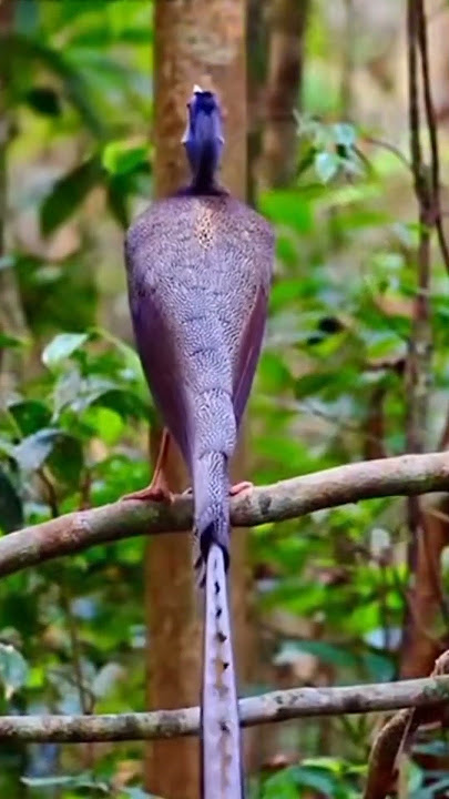 burung kuau raja @D.Hewan.#suaraburung #kuauraja #burungcantik #duniahewan #shorts