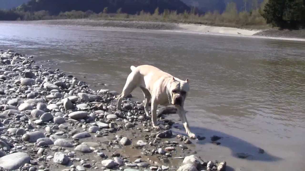 Canadian Cane Corso Bella