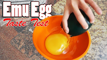 Cooking an Emu Egg! | We Try an Emu Egg for the First Time | Quail Egg - Emu Egg Taste Test