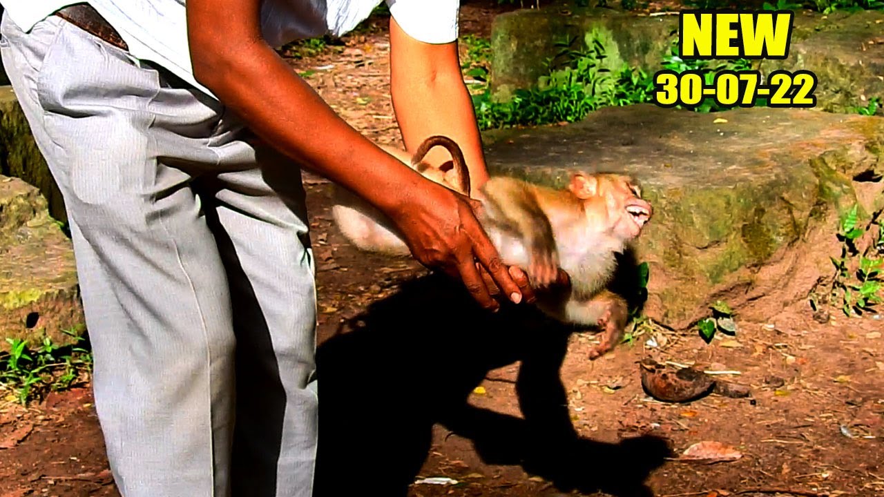 (30-07-22) NEW UPDATE! NEW ABANDONED MO-NKEY JUST ARRIVED HERE TODAY BUT HE FACES ALOT PROBLEMS.