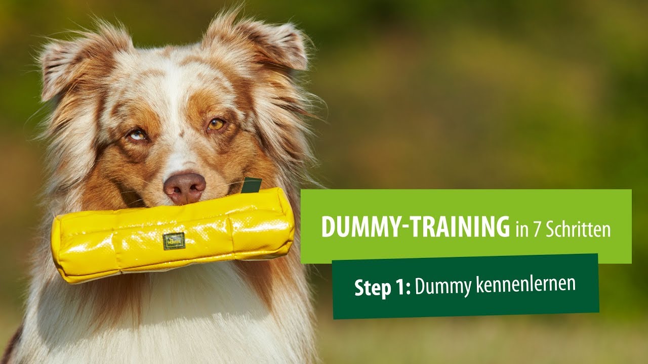 Dummytraining für Hunde: Step 1: Dummy kennenlernen - YouTube