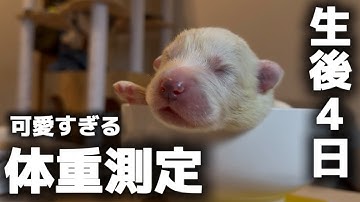 大型犬赤ちゃんの体重測定が反則的可愛さでしたｗ【サモエド】【グレートサモニーズ】【子犬】
