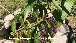 Early Mango Tree Blooms 1-12-19