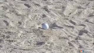 2 Times Patrick Reed CHEATED Profile