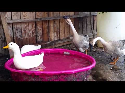 How to Vent Sex Ducks and Geese - Waterfowl Babies How to Vent Sex Ducks and Geese - Waterfowl Babies