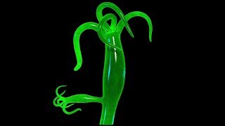 Hydra Budding 2017 