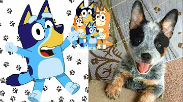 ¿Bluey está basado en un perro real?
