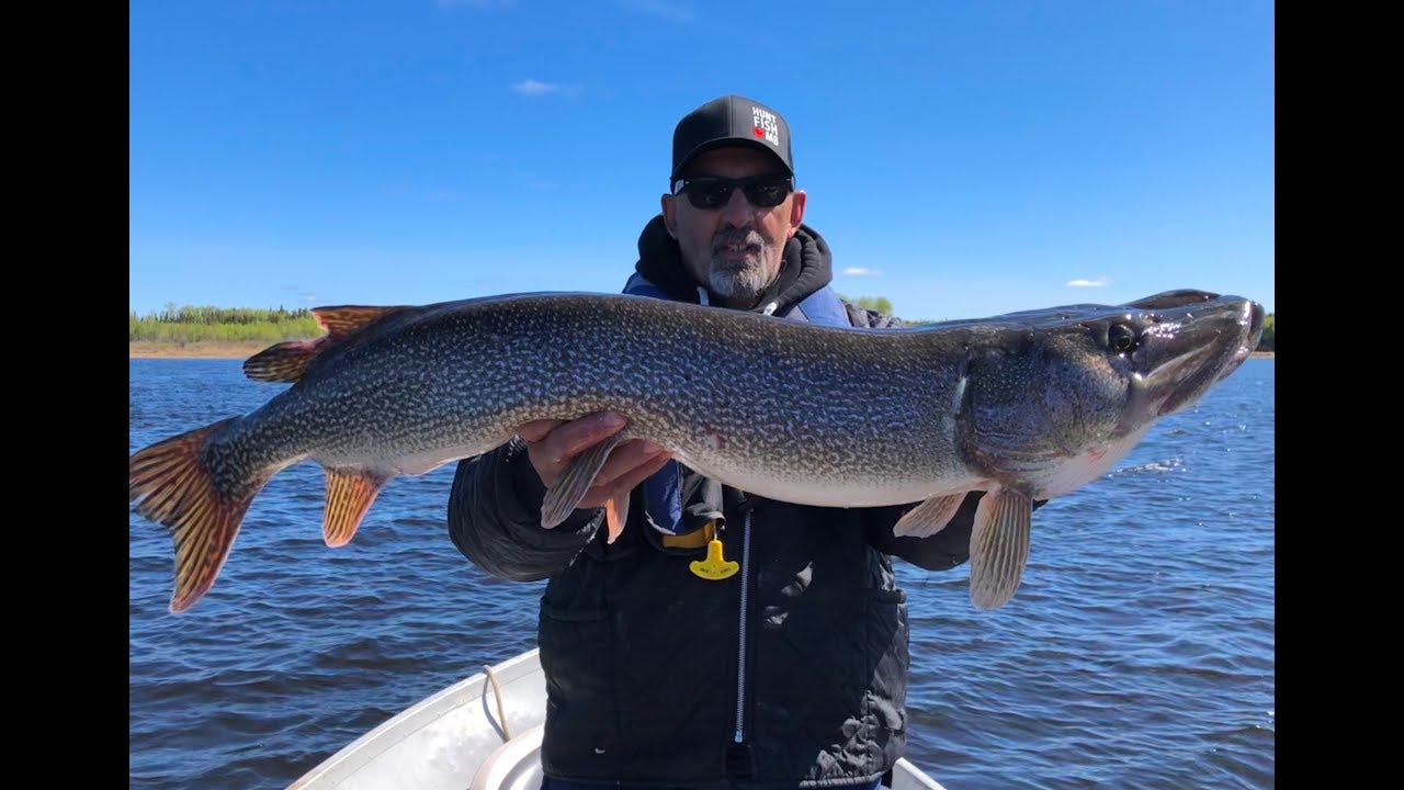 Phenomenal Fly-in Fishing Action at Jackson's Lodge & Outposts - Manitoba  Hot Bite 