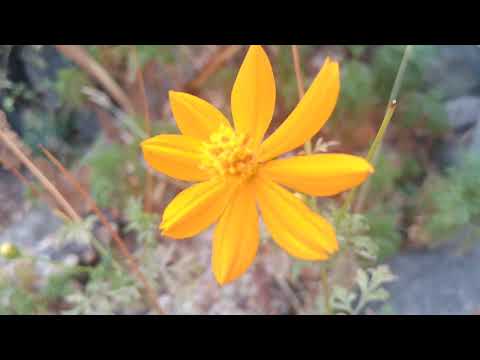 PLANTS , BIRD NATURE MUSIC ASMR PART2 #youtubeshorts