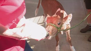 Montgomery County Agricultural Fair kicks off in Gaithersburg