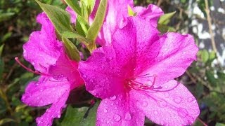 Azaleas - The Beautiful, Early Promise of Spring in the Country
